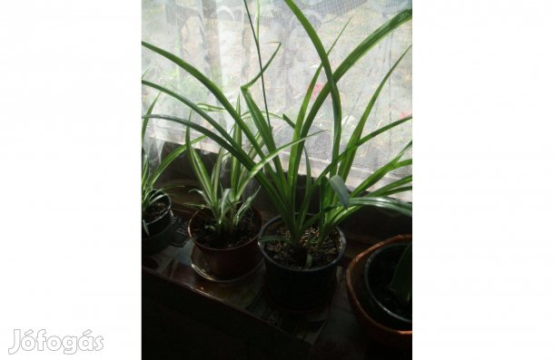 Kukorica virágok eladóak