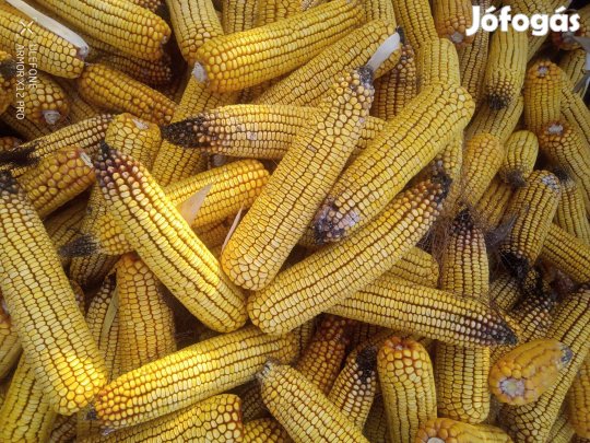 Kukorica zsákolva