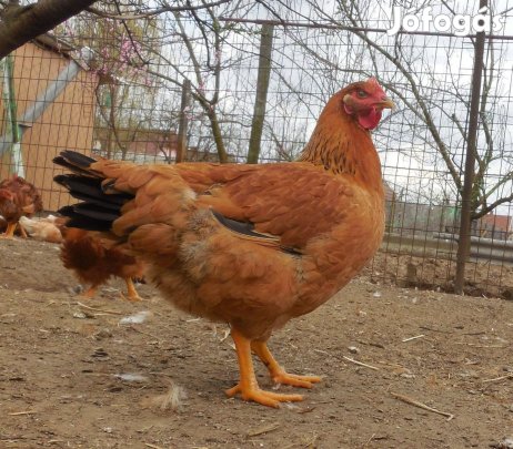 Kukoricadarán nevelt vágnivaló csirke