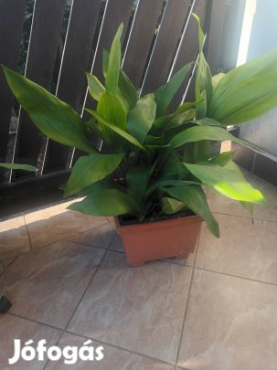 Kukoricalevél a retró