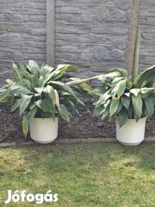 Kukoricalevel dísznóvény nagyméretű