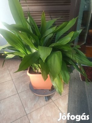 Kukoricalevél magasabb