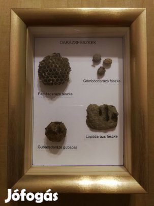 Különböző darázsfajok fészkei