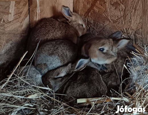 Különböző koru nyulak