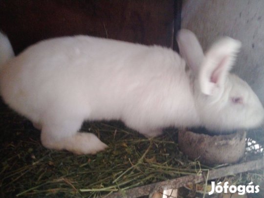 Kulonbozo koru nyulak udvart valtananak