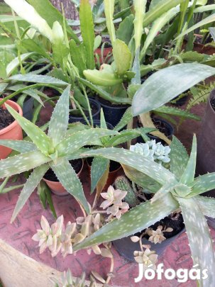 Különböző méretekben agave évelő szobanövények