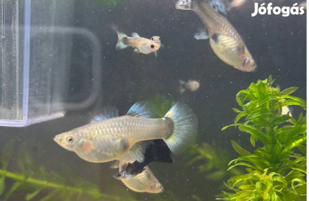 Különböző színű guppik