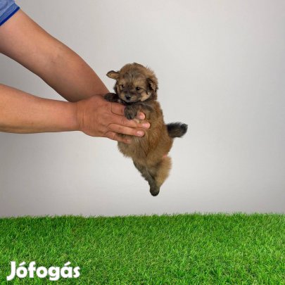 Különleges Pomapoo kutyus szerződéssel, számlával