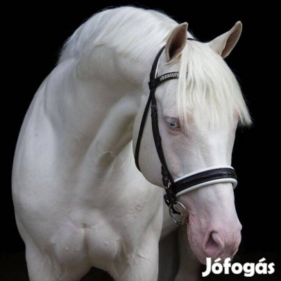 Különleges éves csiko keres egy uj legelőt