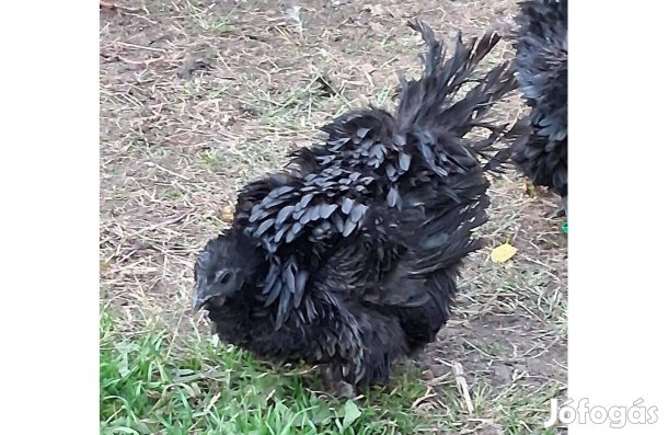 Különleges fodros tollú cemaniktól tenyésztojás kapható