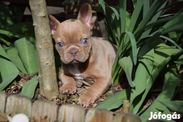 Különleges francia buldog kislány