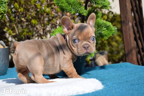 Különleges francia buldog kislány