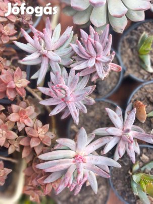 Különleges hegyes levelű pozsga rózsa két méretbe