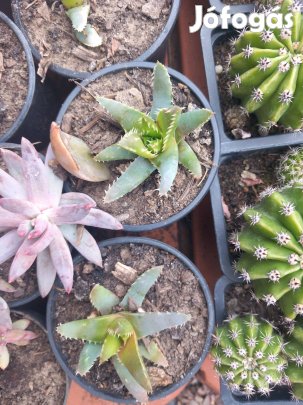 Különleges kaktusz és tűlevelű pozsga rózsa