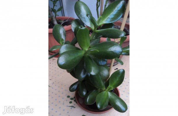 Különleges növénycsemete