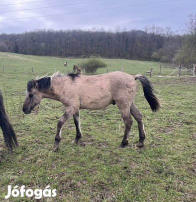 Kunfakó kazakh félvér