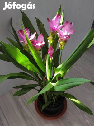 Kurkuma rizóma 3 db 1000ft