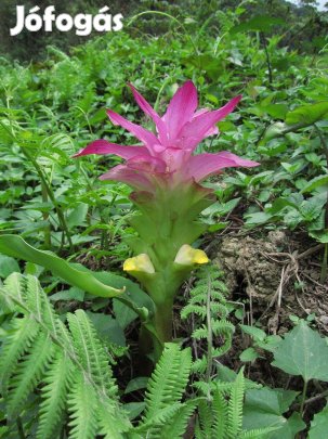 Kurkuma rizoma ültetni