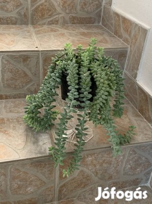 Kúszó Pozsgás dús szobanövény