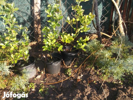 Kúszó vagy terülő boróka eladó!