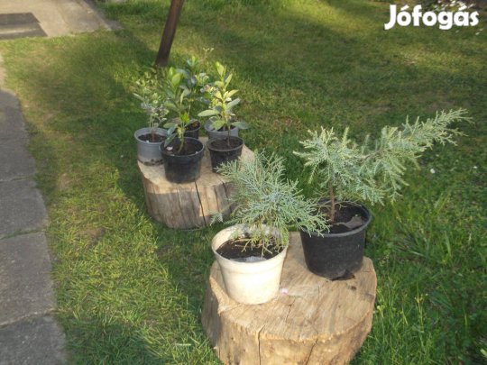 Kúszó vagy terülő boróka eladó!