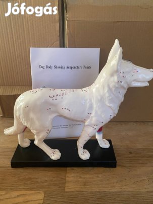 Kutya Akupunktúrás modell
