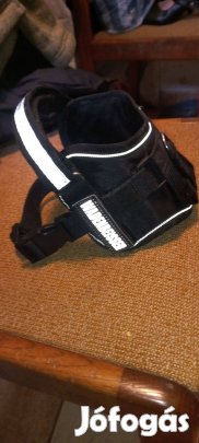 Kutya hám kis méretű