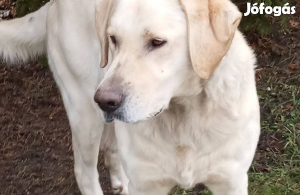 Kutyám ingyen örökbe fogadható. Labrador jellegű bézs színű