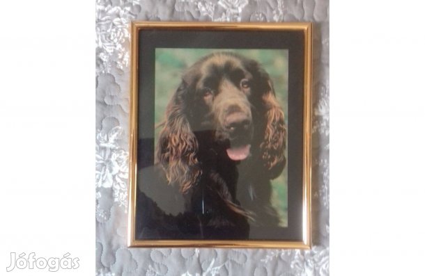 Kutyás poszterképek Új