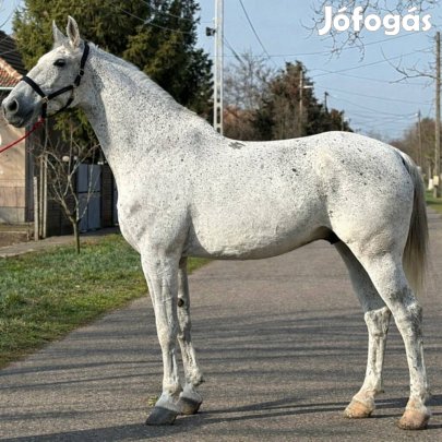 Kwpn X lipicai univerzális herelt 