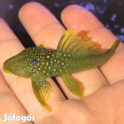 L200 pleco eladó