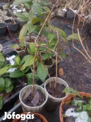 Labdarózsa kisebbek földlabdásan