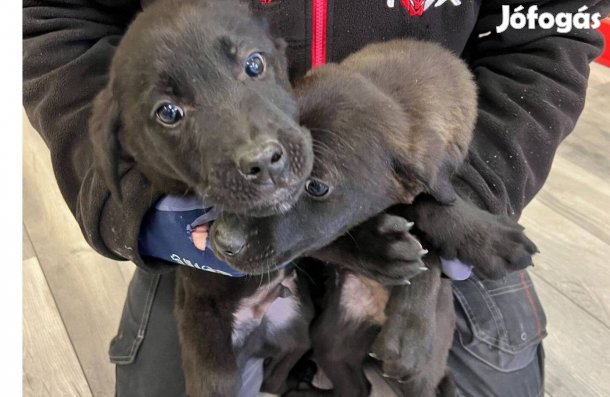 Labrador jellegű kiskutya ingyen ajándékba