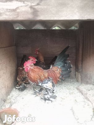 Lábtollasok eladók