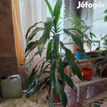 Lakás, Szobanövény