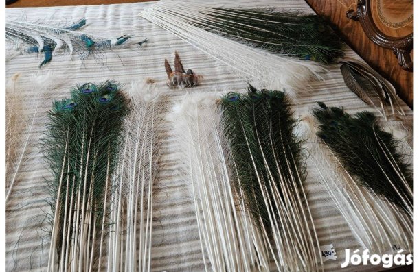 Lakásdekor , pávatoll , páva toll , tollak , jelmez , ékszer
