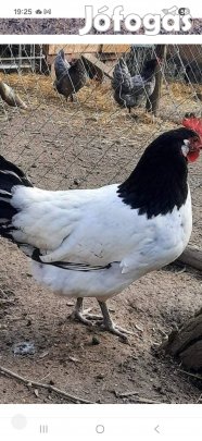 Lakenfelder ( lakenfeldi ) baromfi