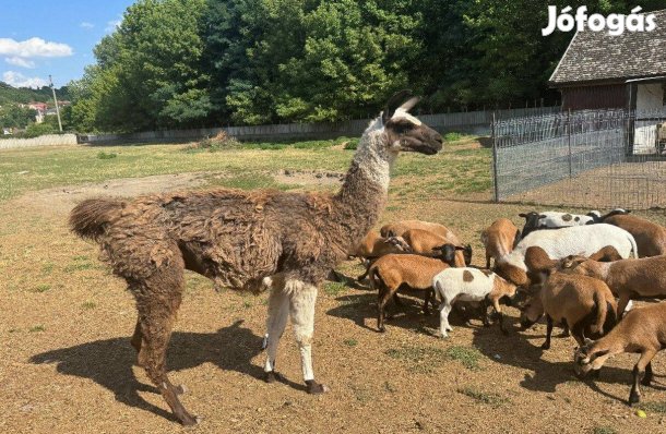 Láma, kameruni birka, galamb eladó