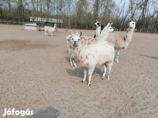 Láma csődör 1 éves eladó!