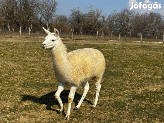 Láma csődőr csikó