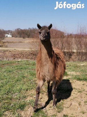 Láma csődör eladó 