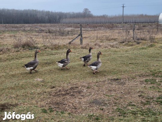 Landesi lúd liba napos liba eladó Kocséron