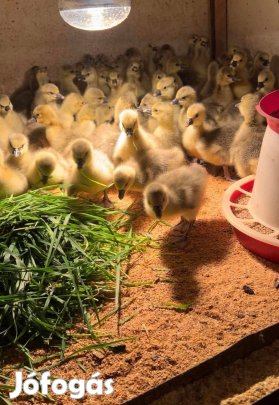 Landesi napos liba, kis és nagytételben eladó!