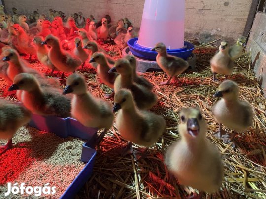 Landesi szürke napos liba