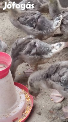 Landezi szürke liba eladó. 