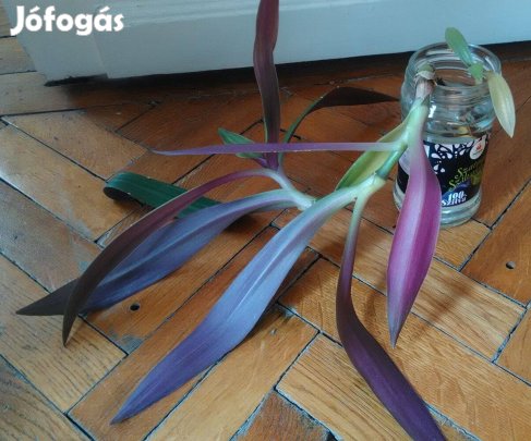 Lándzsalevél Tradescantia spathacea szobanövény