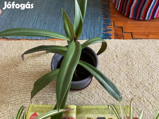 Lándzsalevél szobanövény