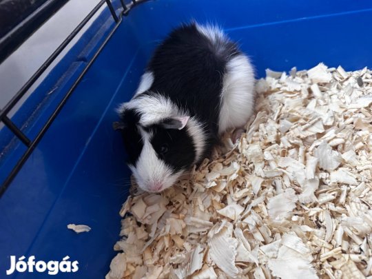 Lány tengerimalac elvihető