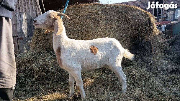 Lara új gazdát keres!