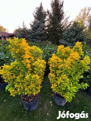 Látványos óriás kecskerágó